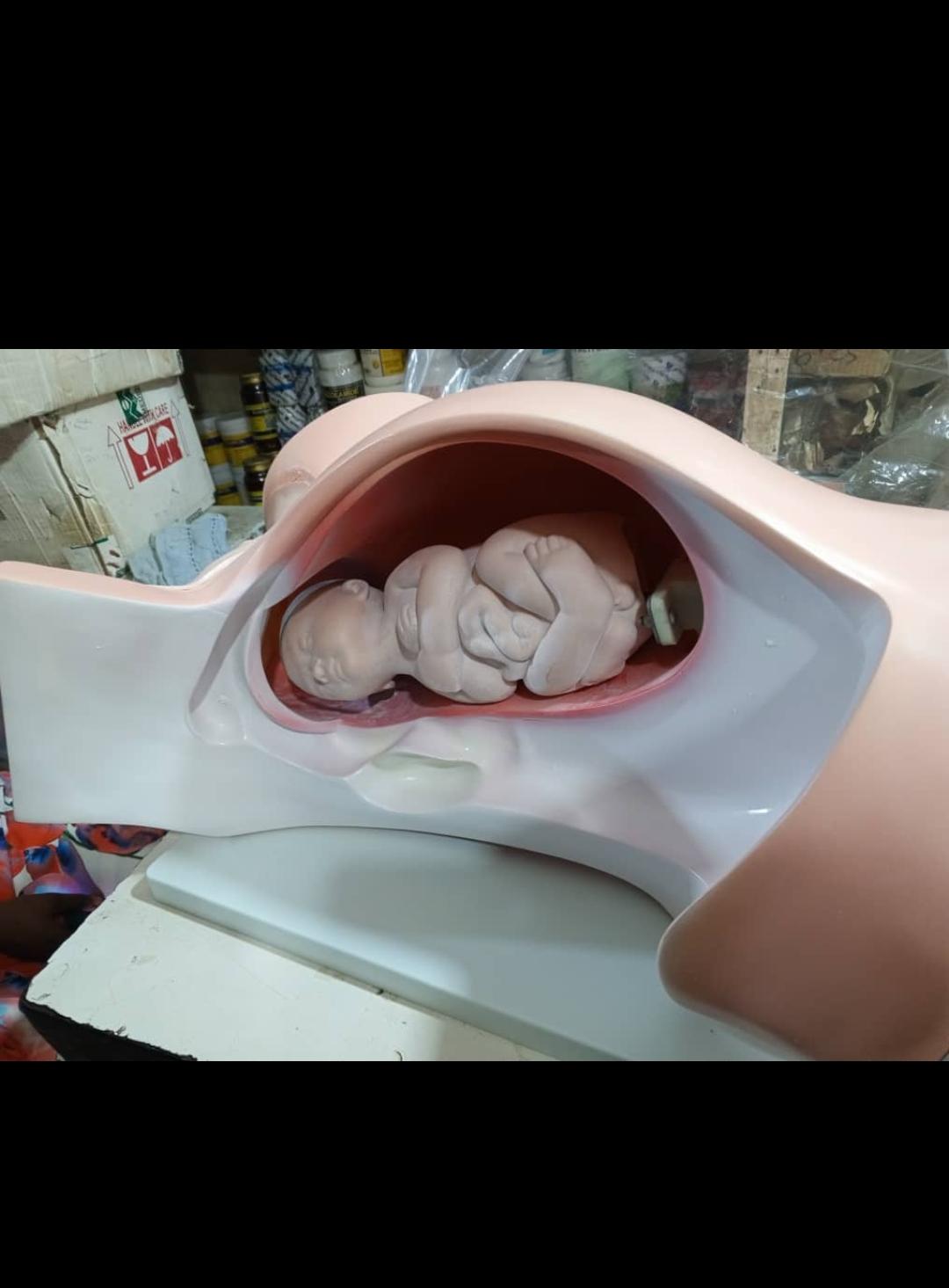 Fetal Presentation & Birthing Pelvis Model