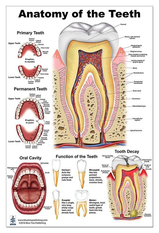 Anatomy of the Teeth Anatomical Chart