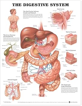 The Digestive System Anatomical Chart