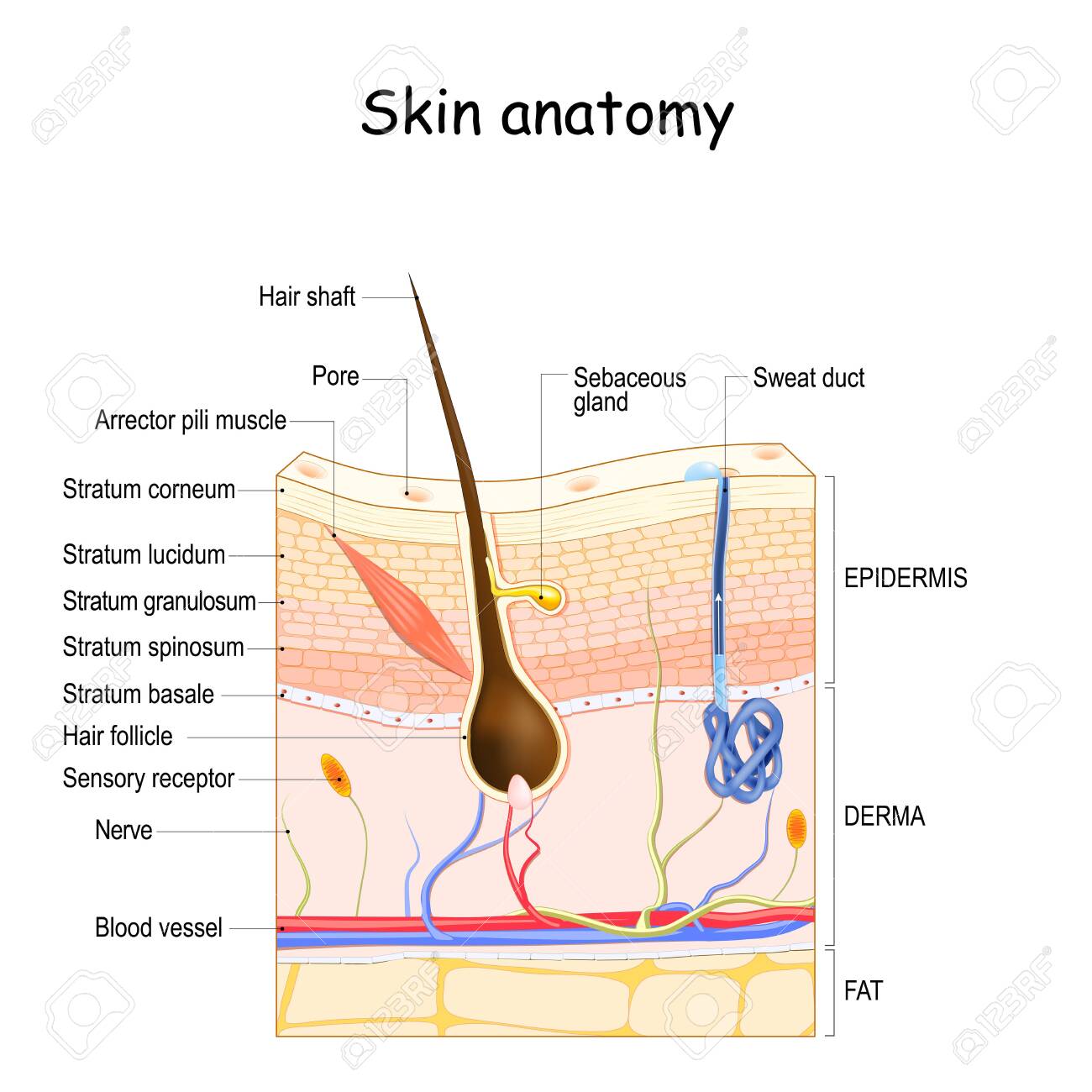 Skin Anatomy Anatomical Chart