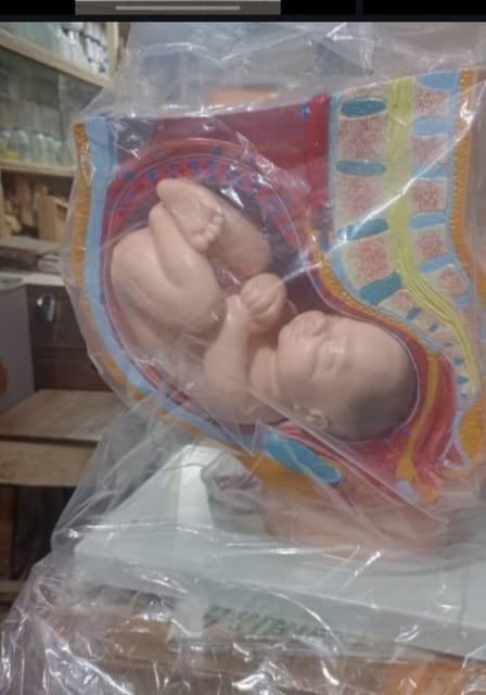 Pelvic & Pregnancy Anatomical Model
