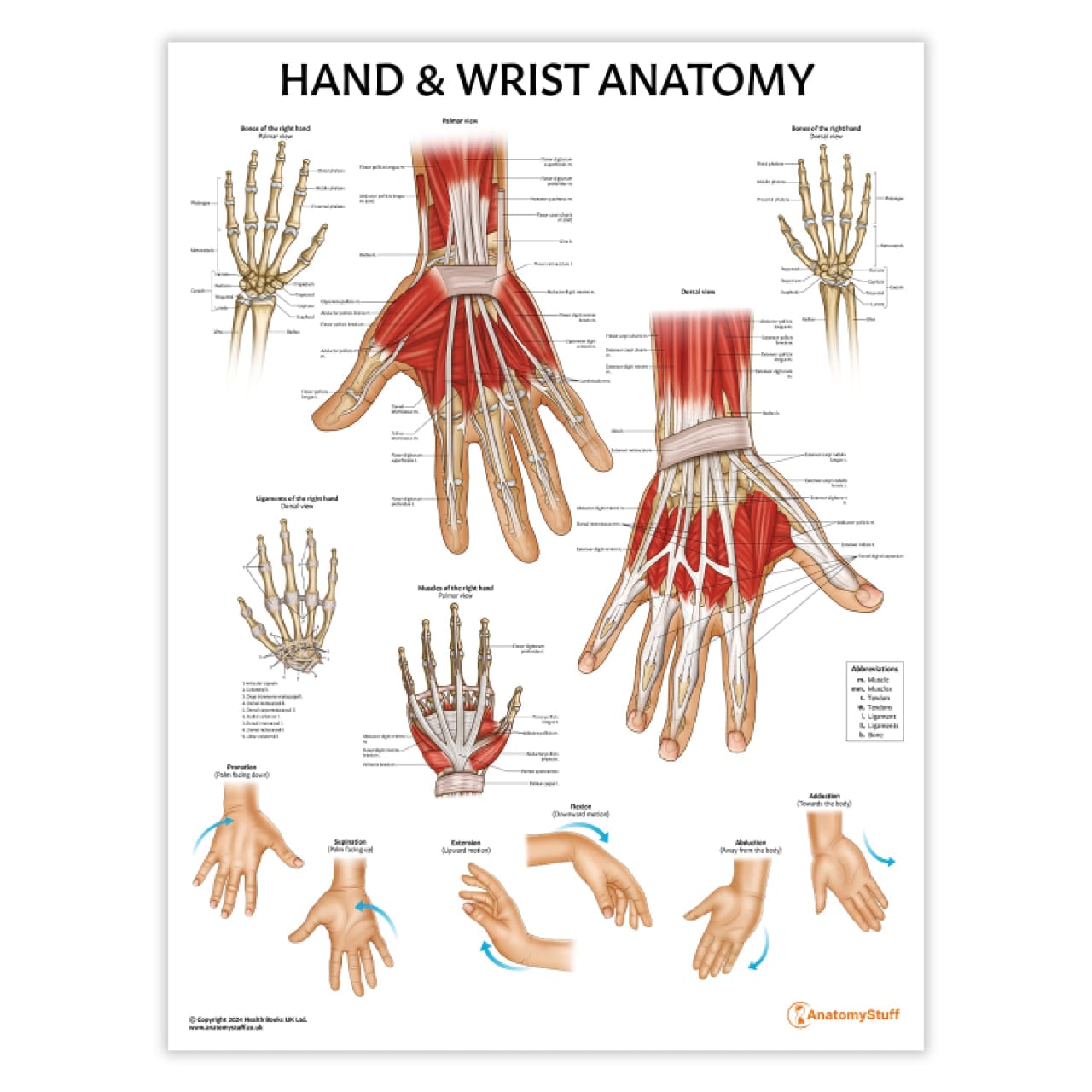 Hand & Wrist Anatomy Chart