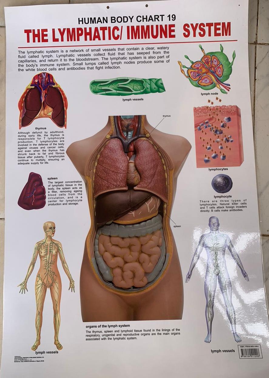 The Lymphatic / Immune System Anatomical Chart