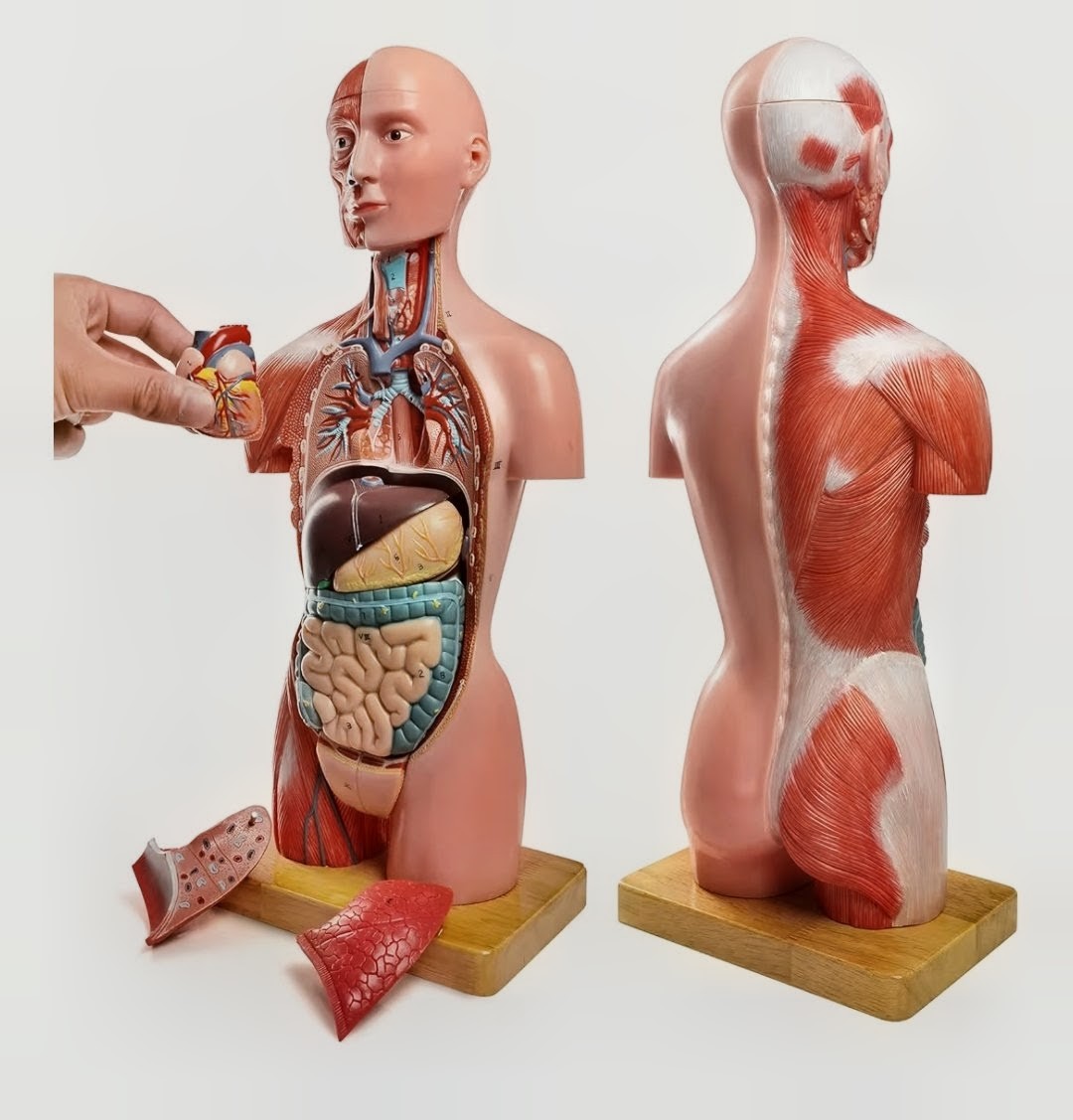 Human Torso Anatomical Model