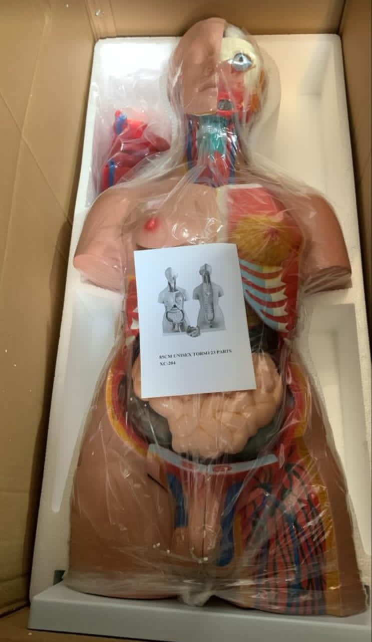 85cm Unisex Anatomical Torso — 23 Parts (XC-204)