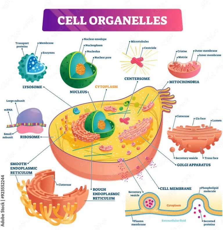 Cell Organelles Anatomical Chart
