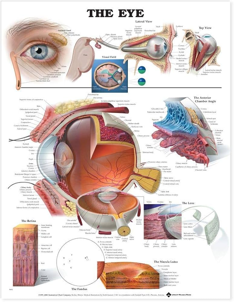 The Eye Anatomical Chart