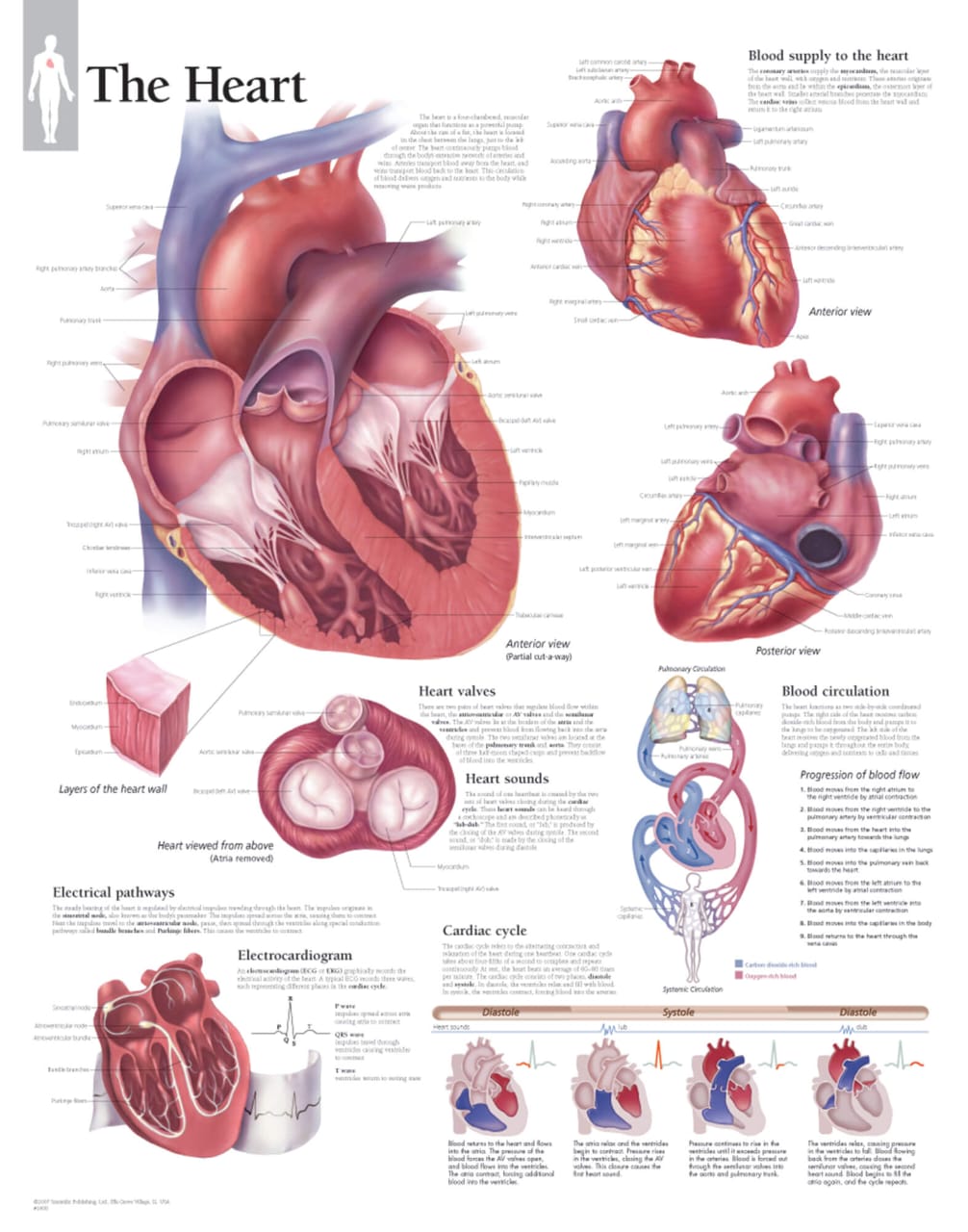 The Heart Anatomical Chart