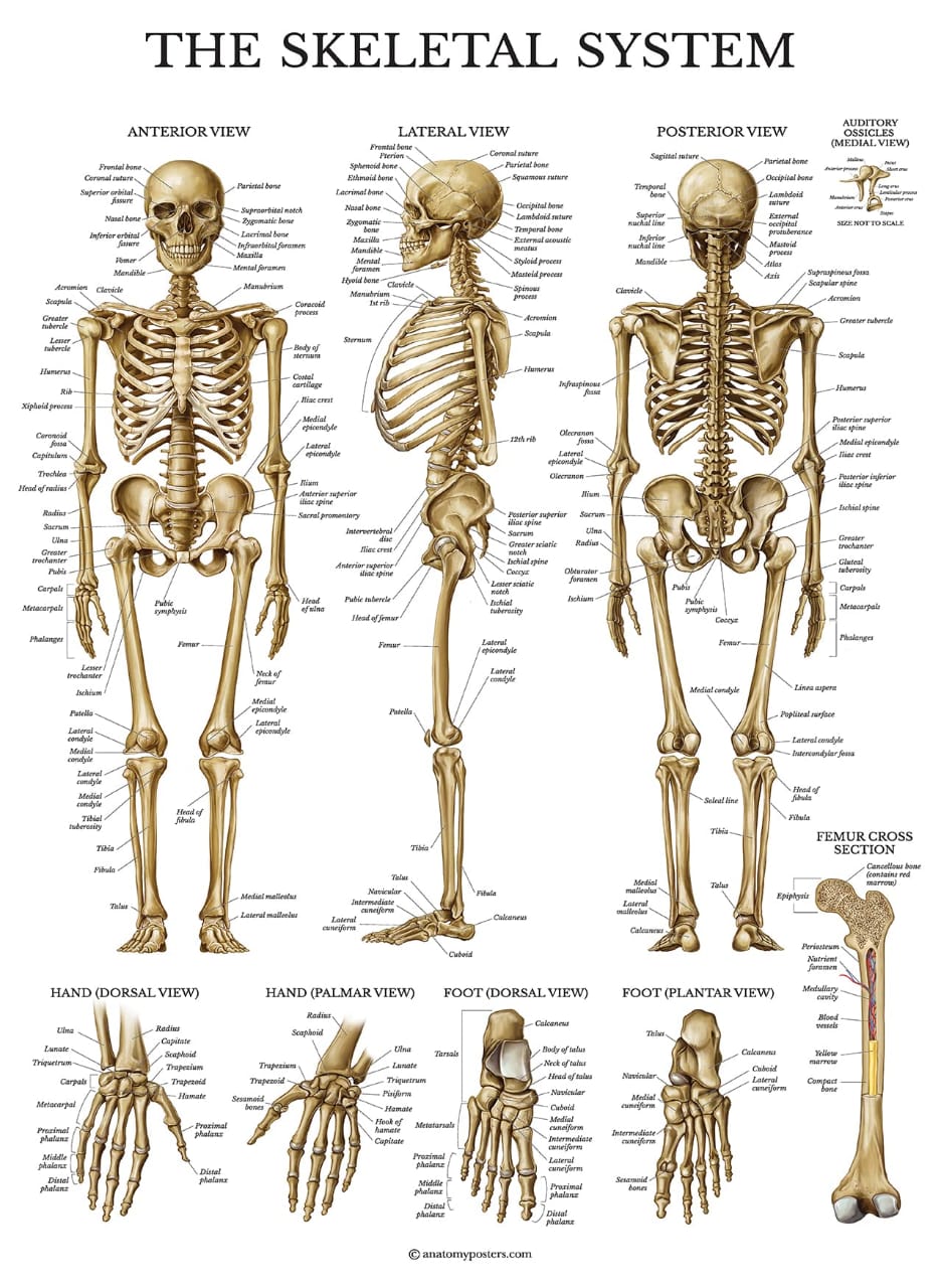 The Skeletal System Anatomical Chart