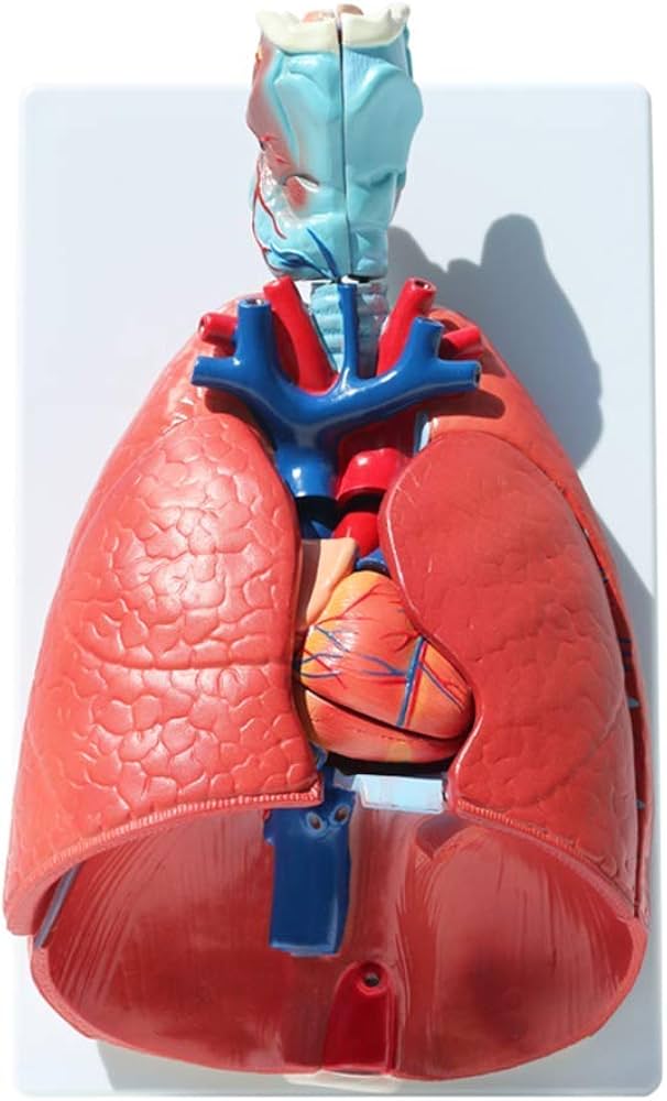 Human Respiratory System Anatomical Model (Heart & Lungs)