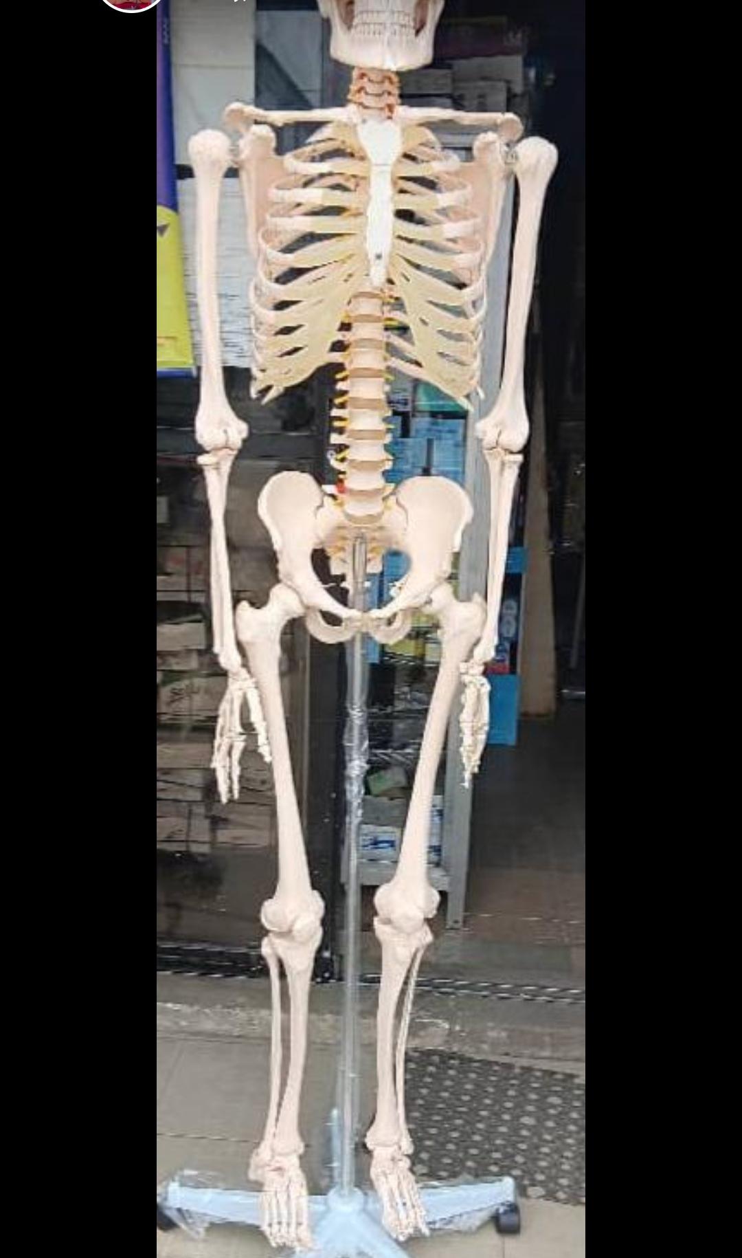 Full-Size Human Skeleton Model (180cm) with Stand