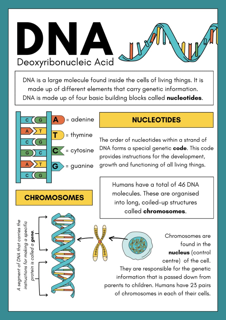 DNA Educational Anatomical Chart