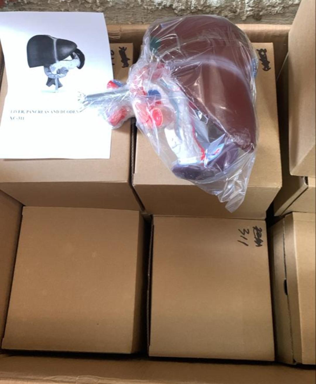Liver, Pancreas & Duodenum Anatomical Model (XC-311)